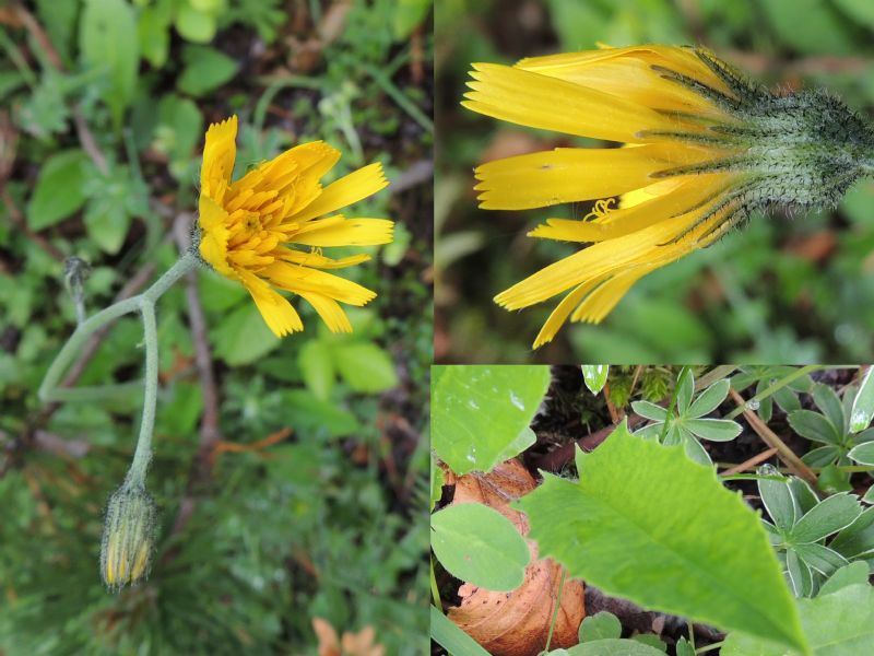 ID: Hieracium